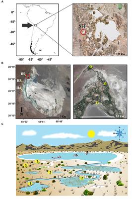 Microbial Activity Response to Solar Radiation across Contrasting Environmental Conditions in Salar de Huasco, Northern Chilean Altiplano